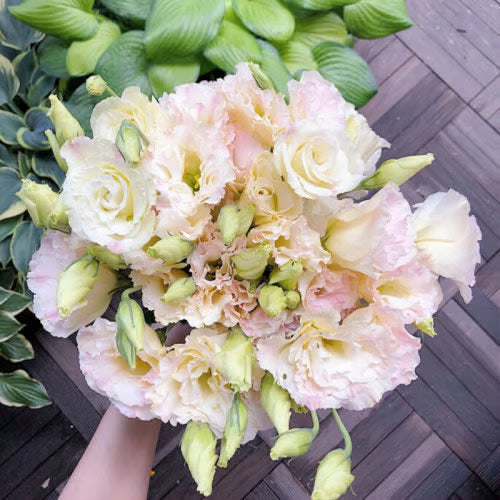 Easy Bloom Eustoma Premium Seeds